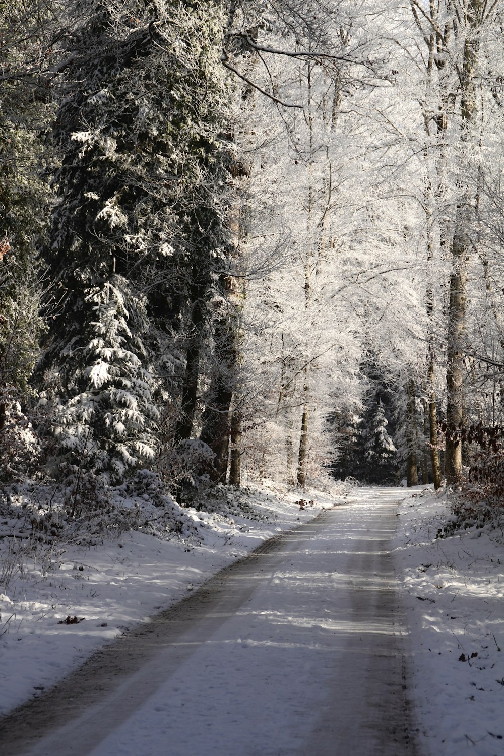 a snow covered road in the middle of a forest