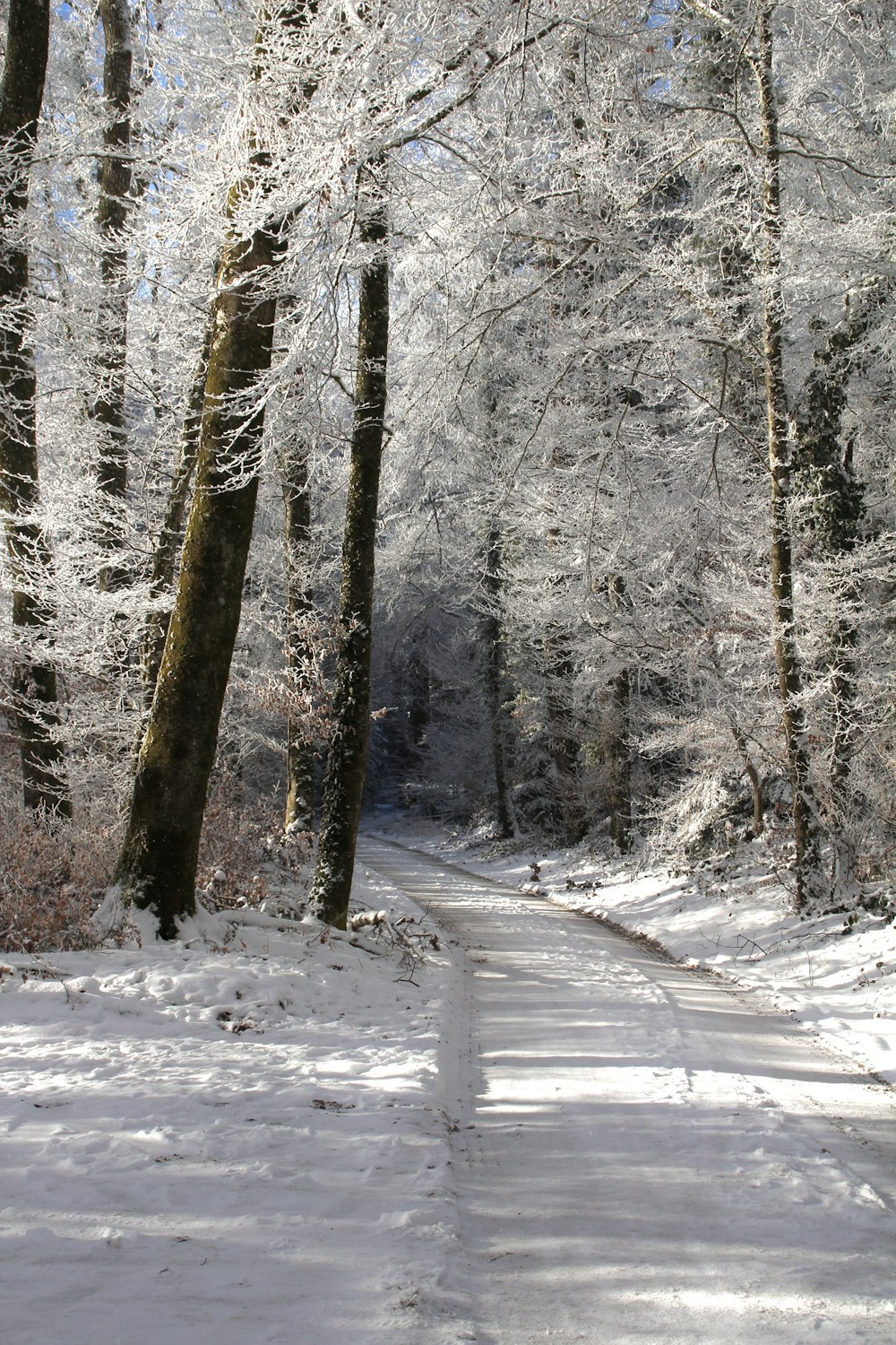 a snow covered road in the middle of a forest