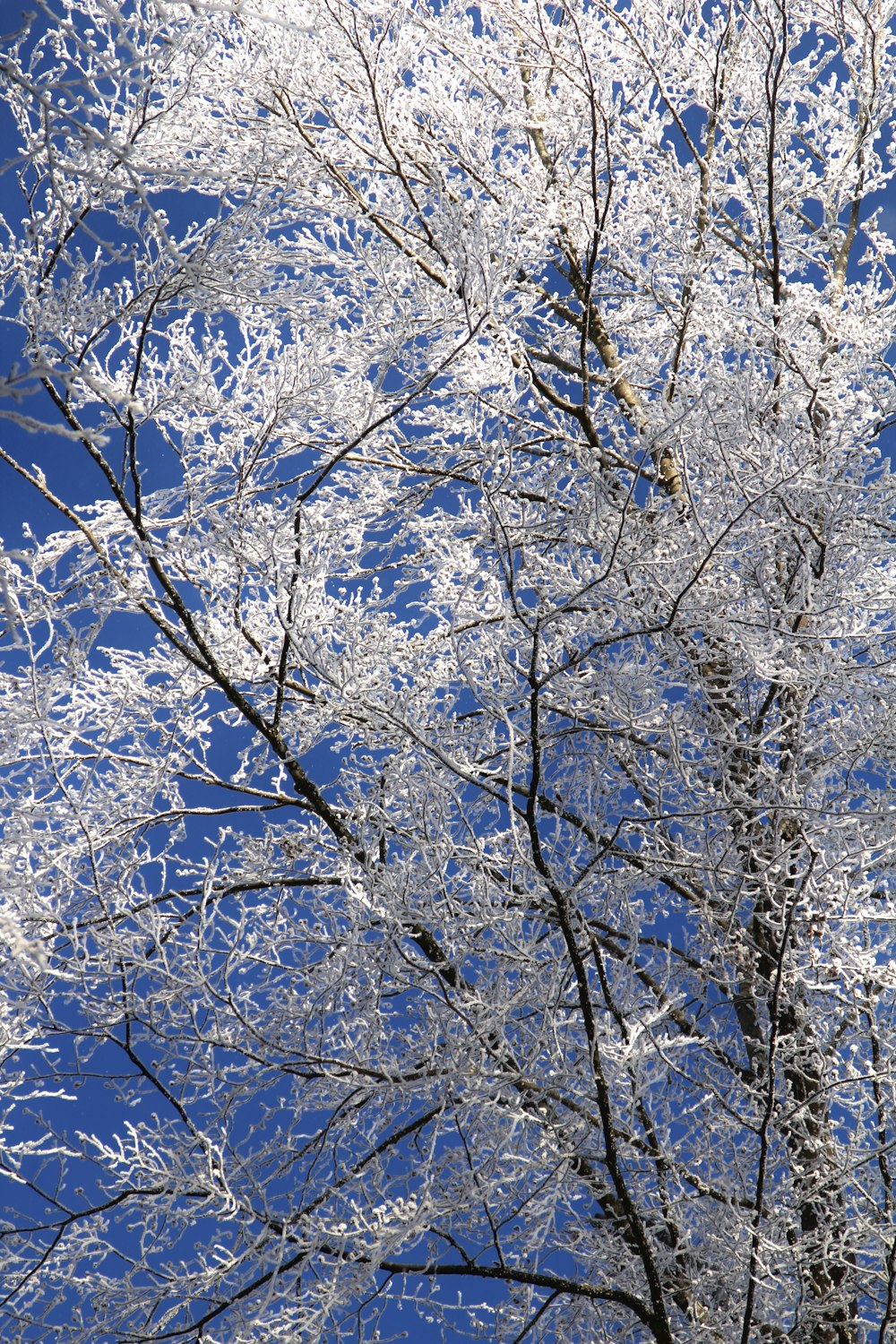 a snow covered tree with a blue sky in the background