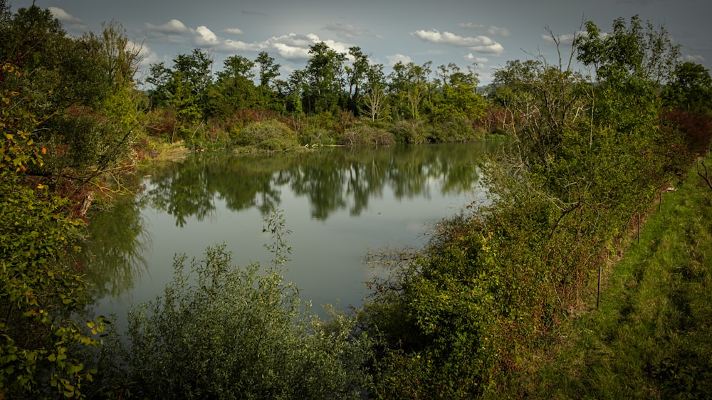 a body of water surrounded by trees and bushes