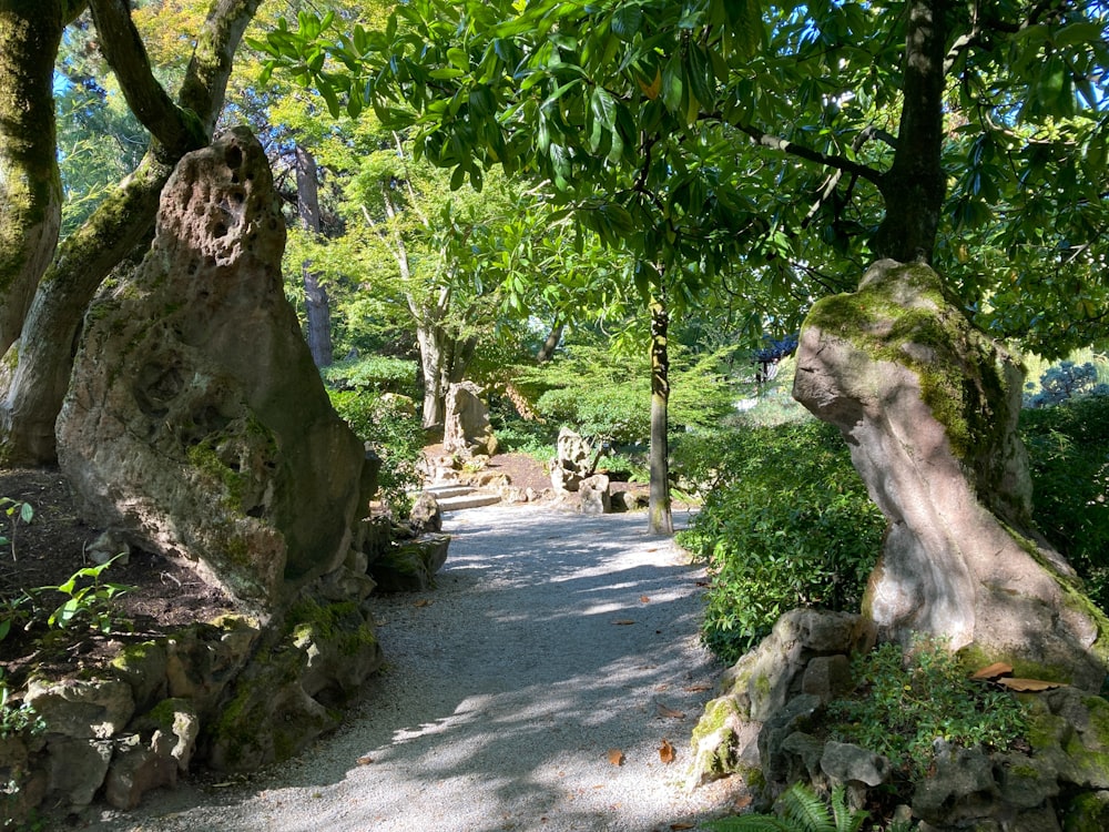 a path through a lush green forest filled with trees