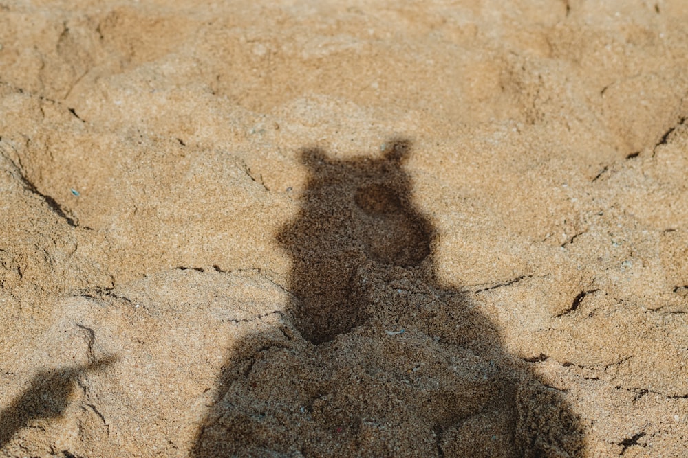 a shadow of a bear on a rock