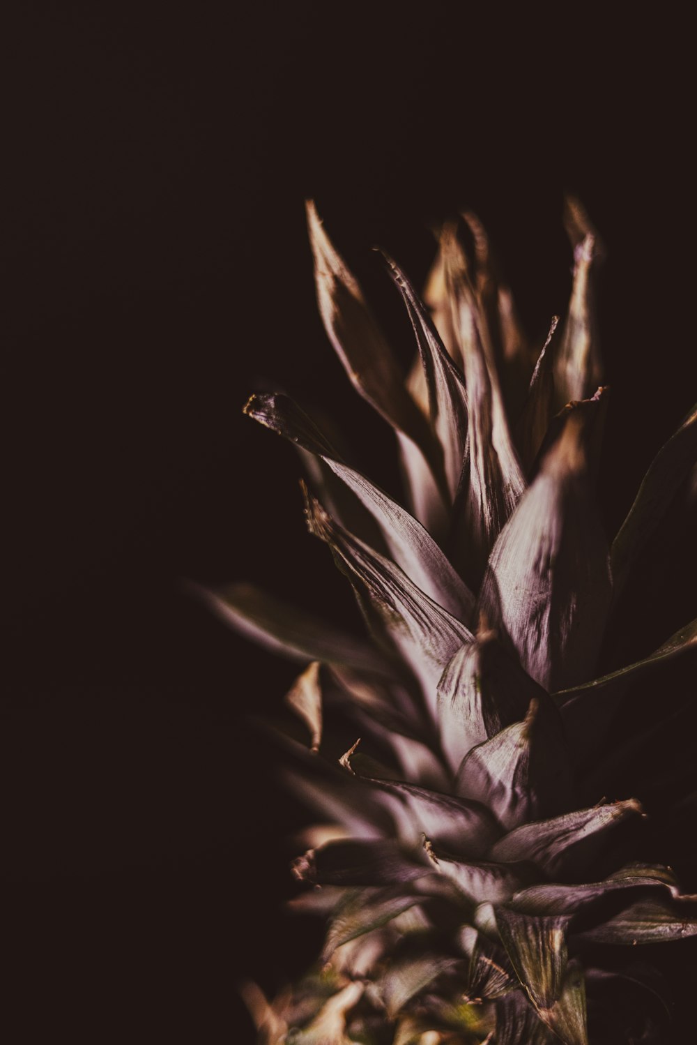 a close up of a purple flower on a black background