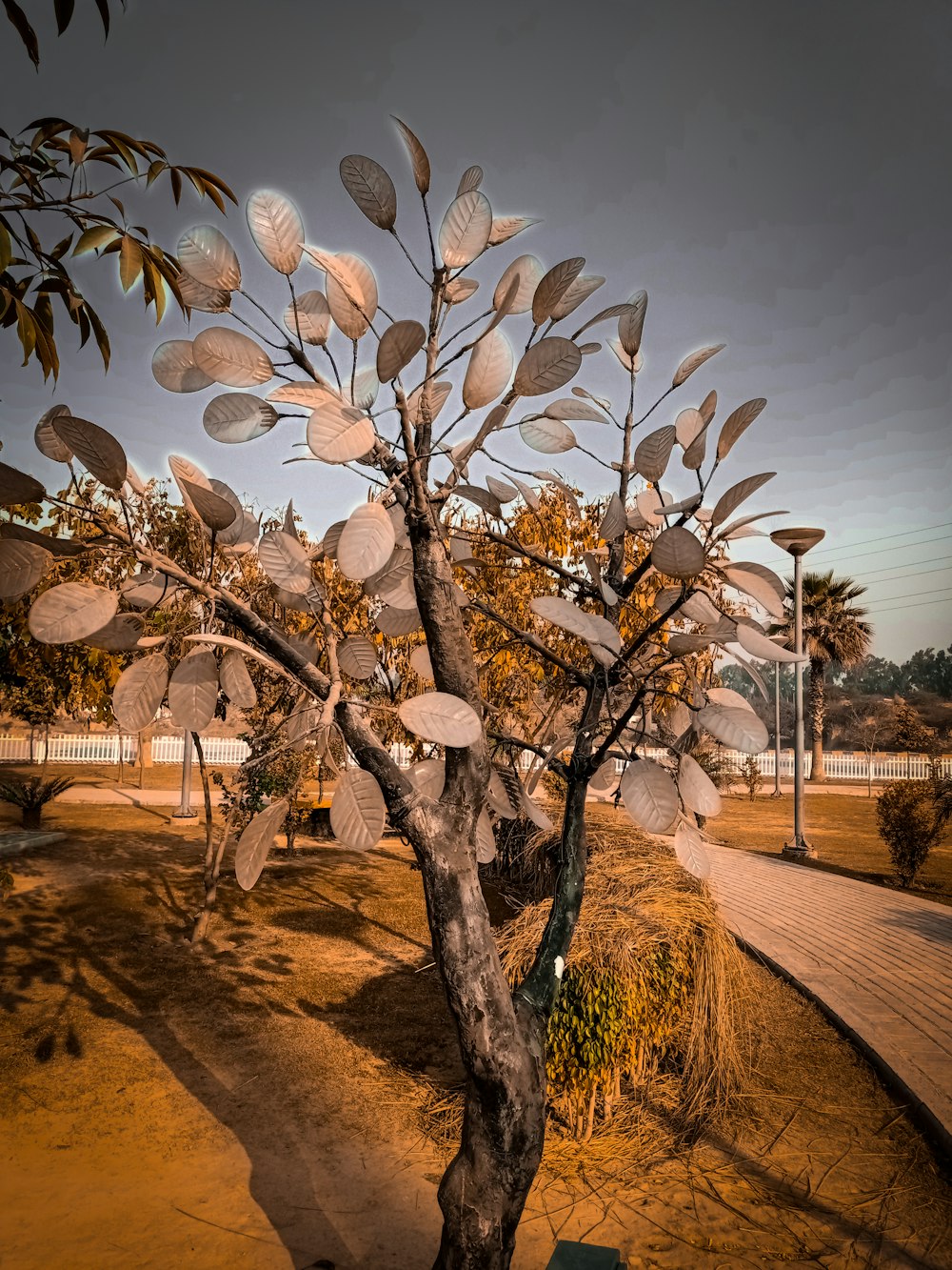 a tree that is sitting in the dirt