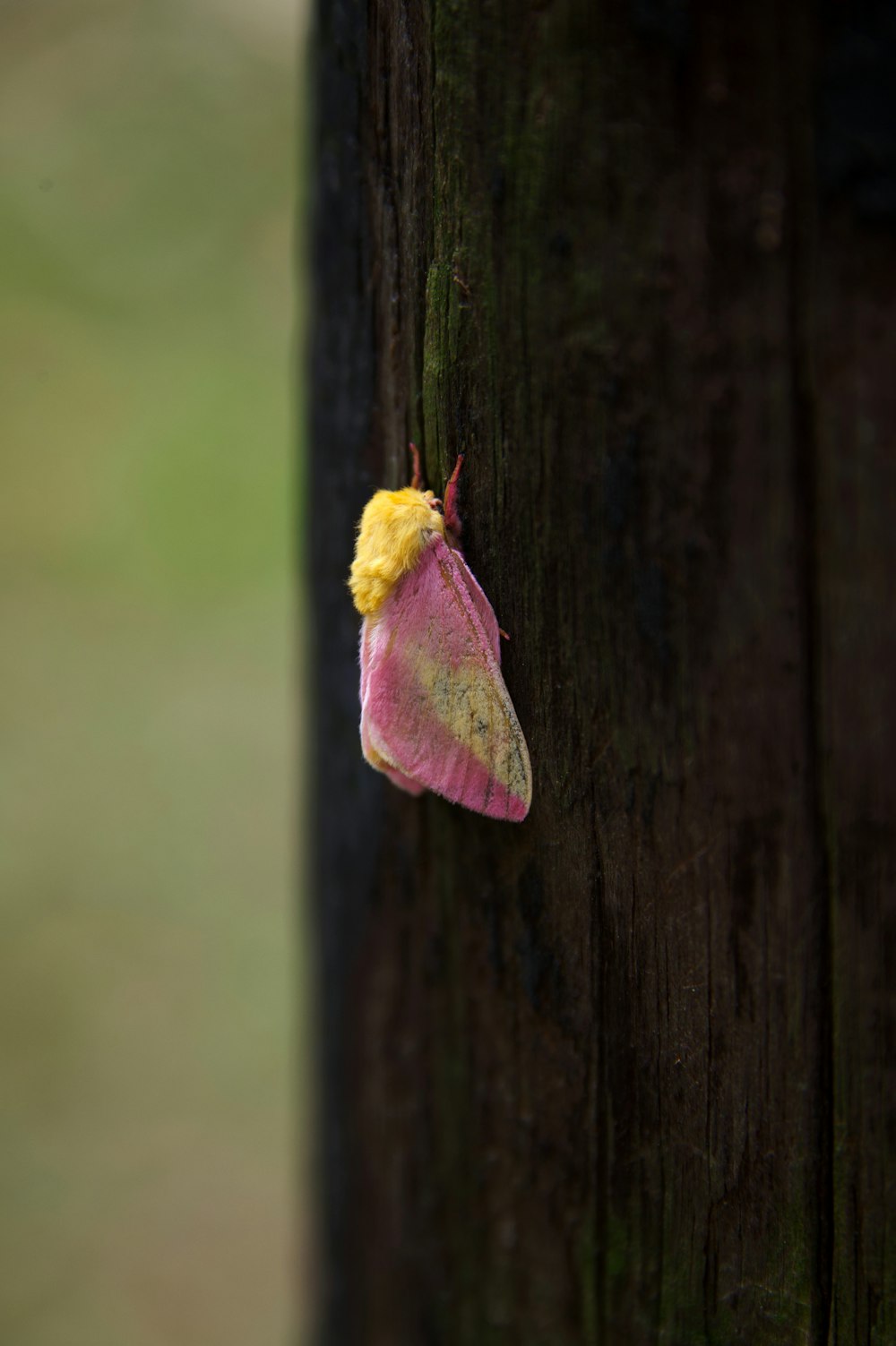 a pink and yellow moth hanging on a tree