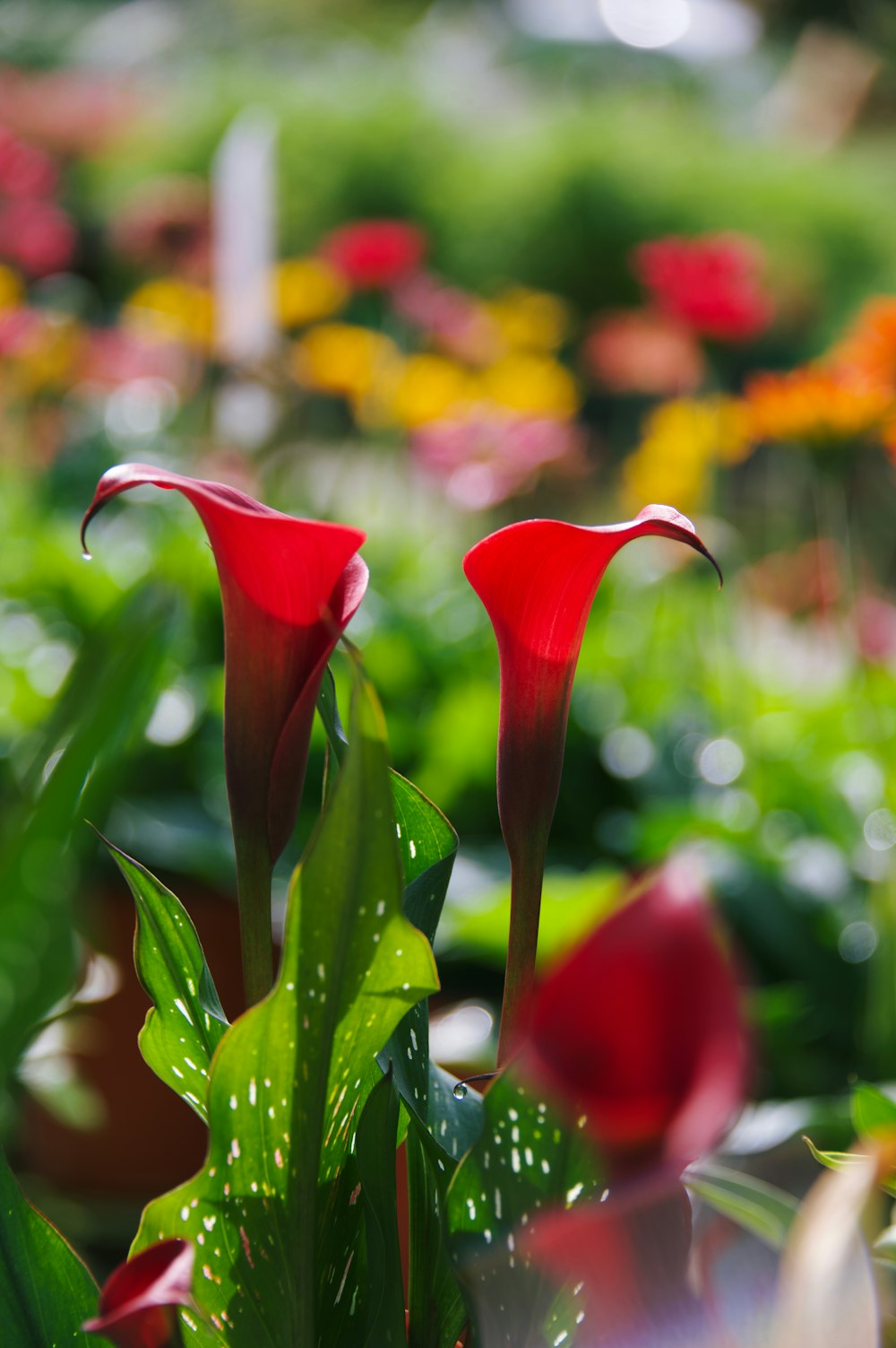 a close up of two red flowers in a garden