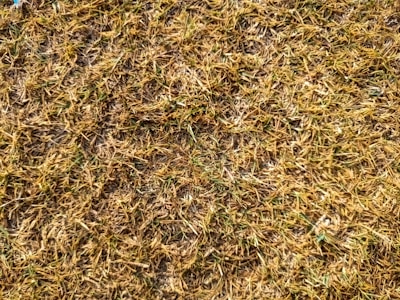 Близък план на участък трева