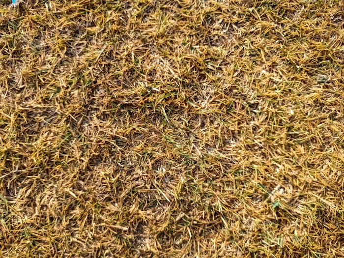 Before: patchy, overgrown residential lawn