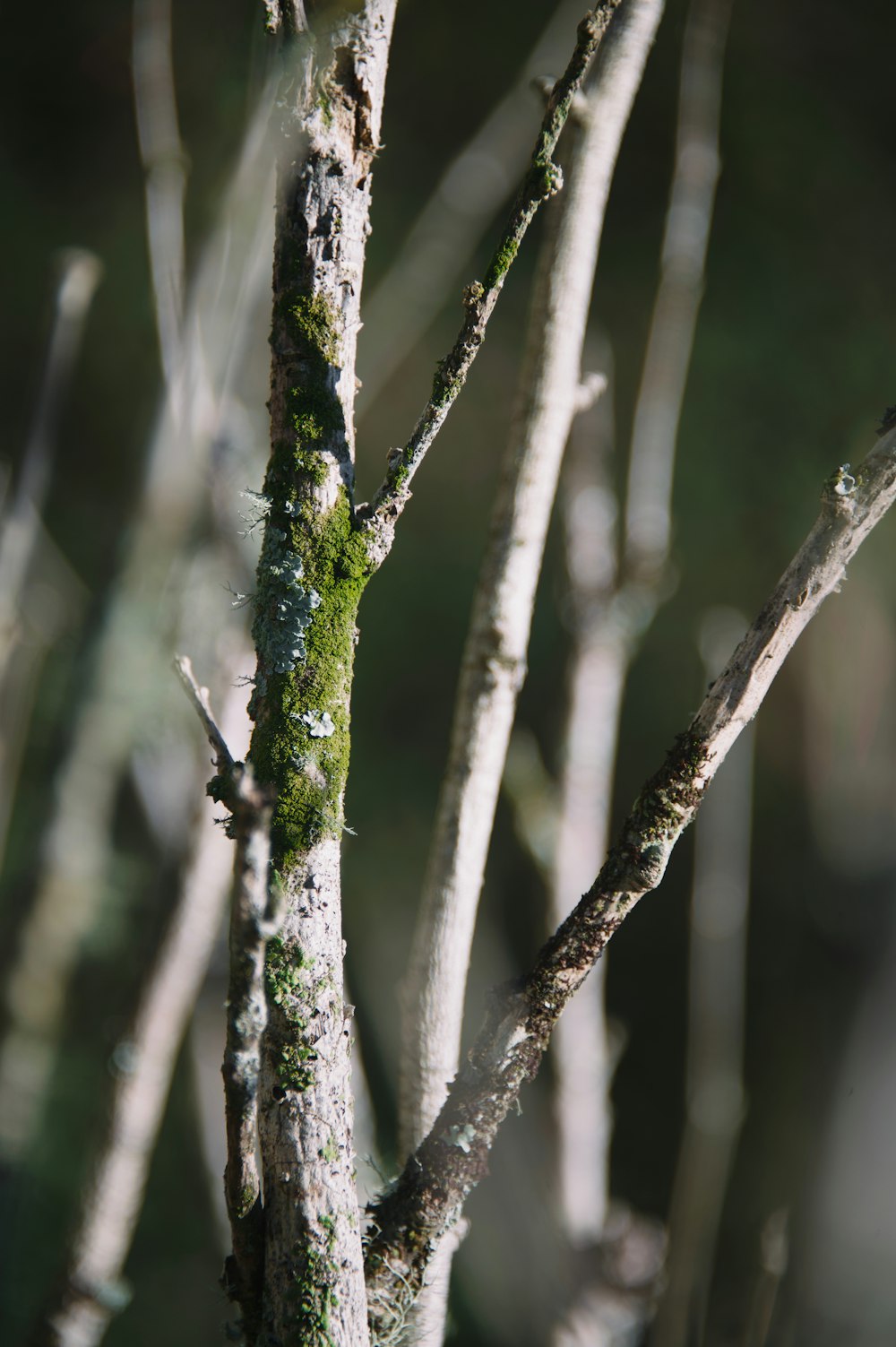 a close up of a tree with moss growing on it