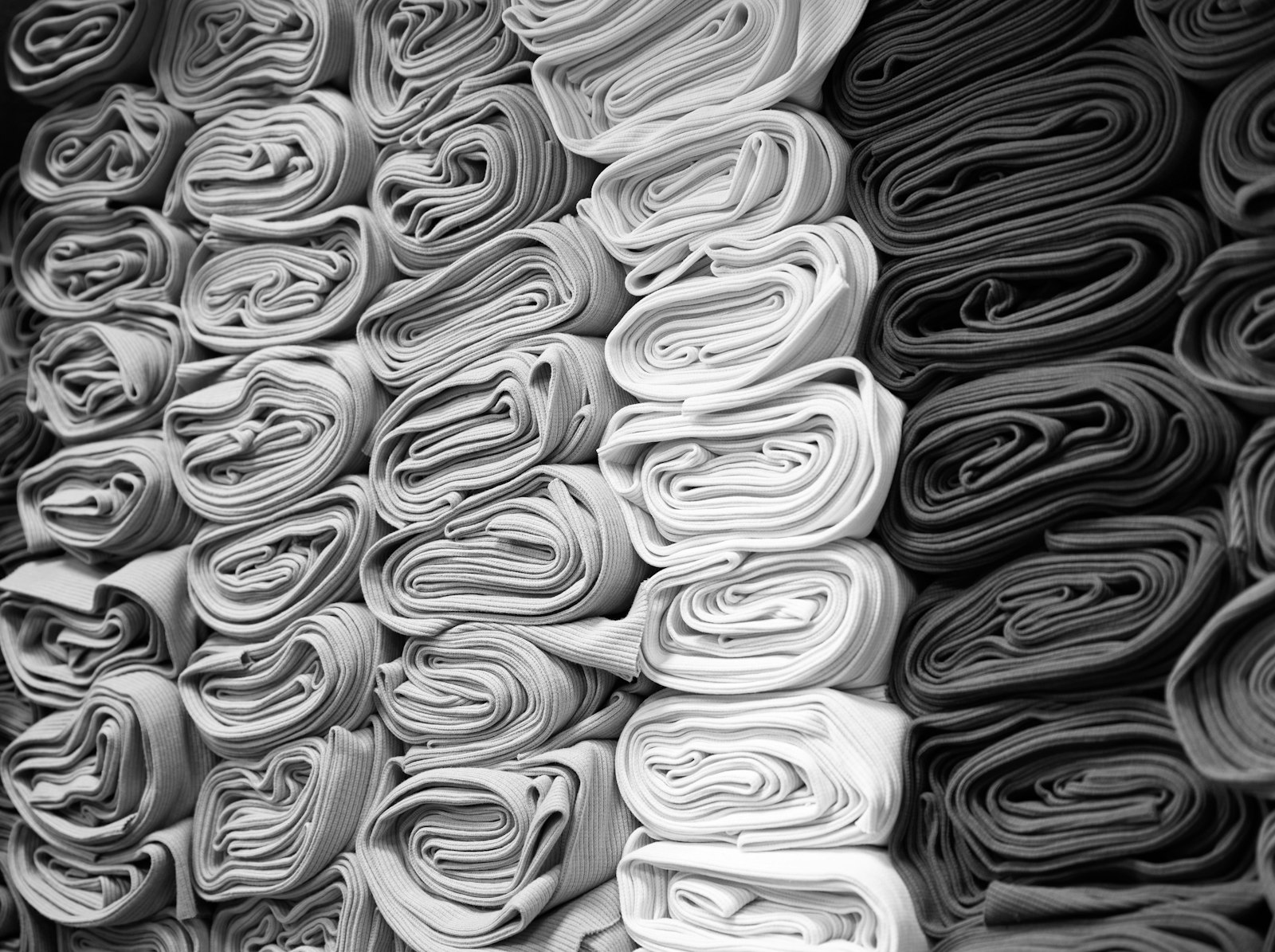 Des t-shirts roulés, en coton écru
