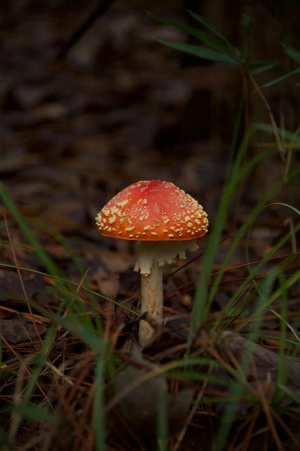 a small red mushroom sitting on the ground