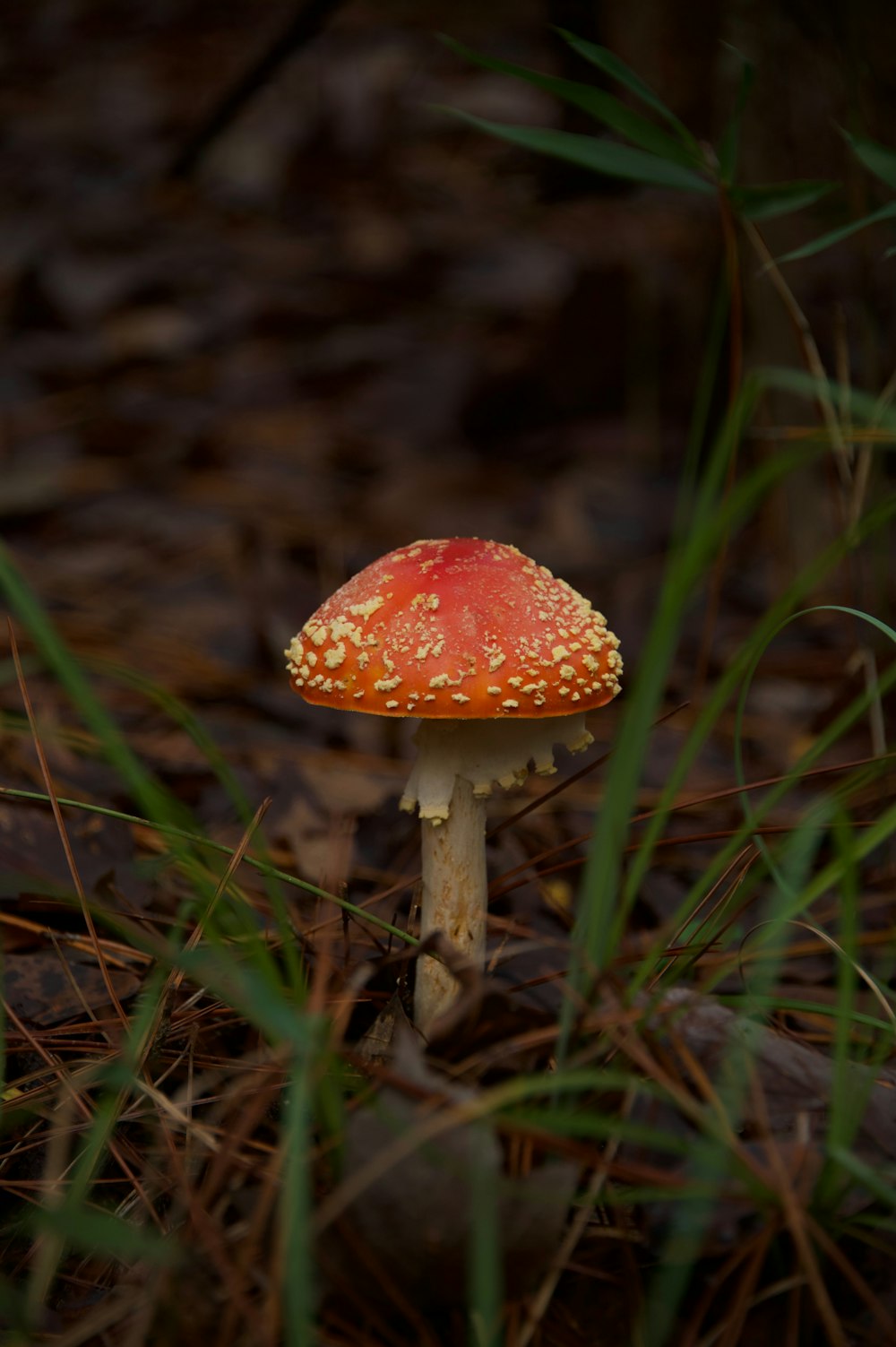 un petit champignon rouge posé sur le sol