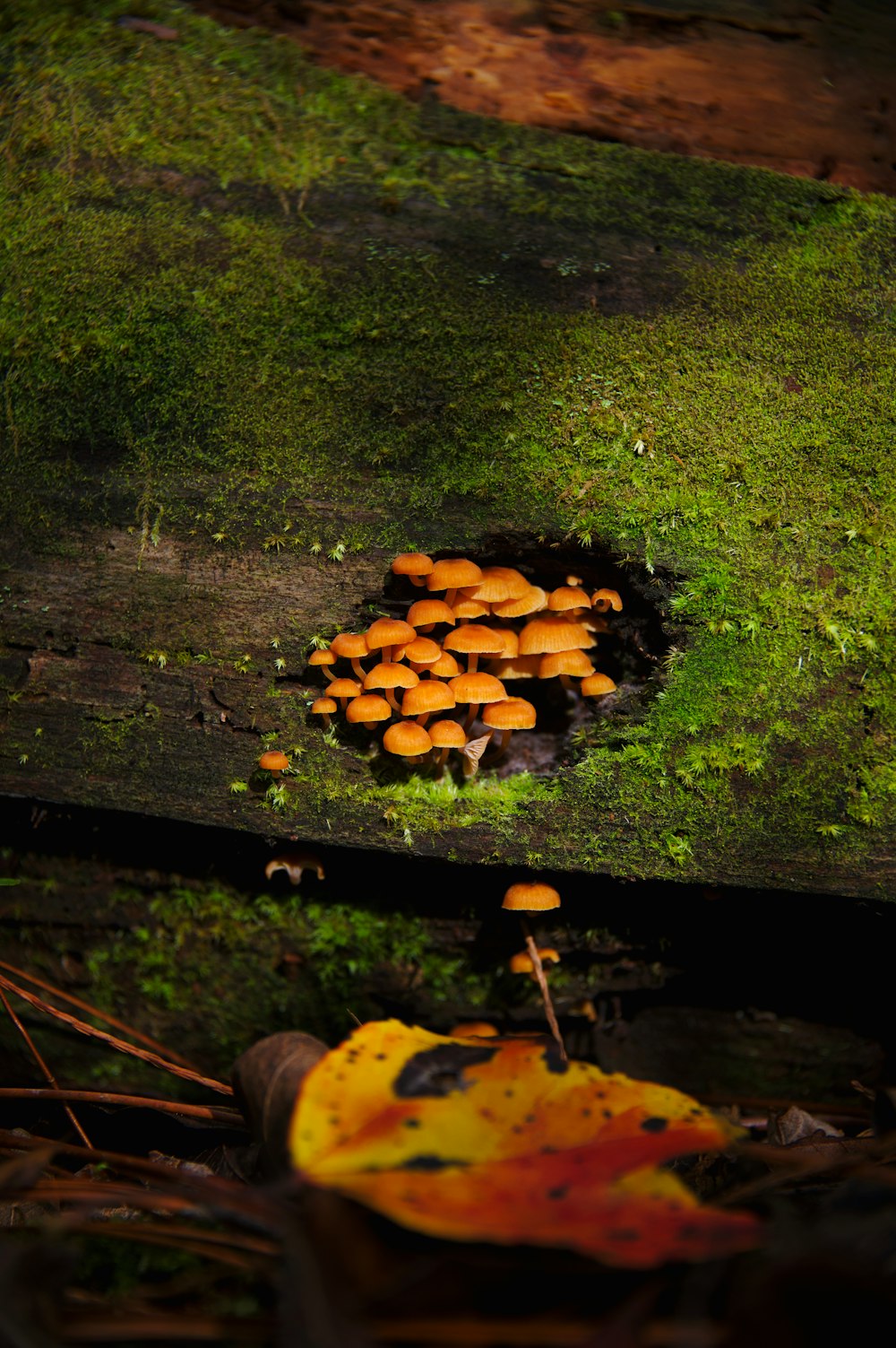 a bunch of mushrooms that are on the ground