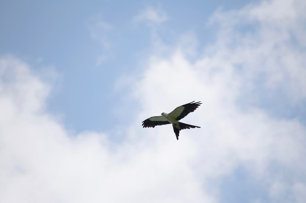 a large bird flying through a cloudy blue sky