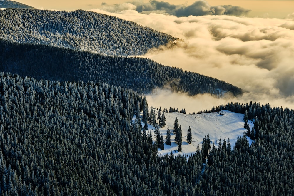 a mountain covered in snow and surrounded by trees