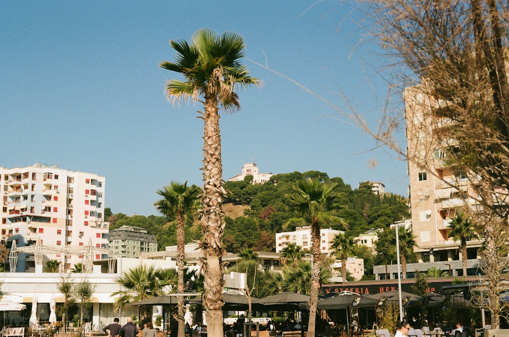 a group of people sitting on a bench next to a palm tree