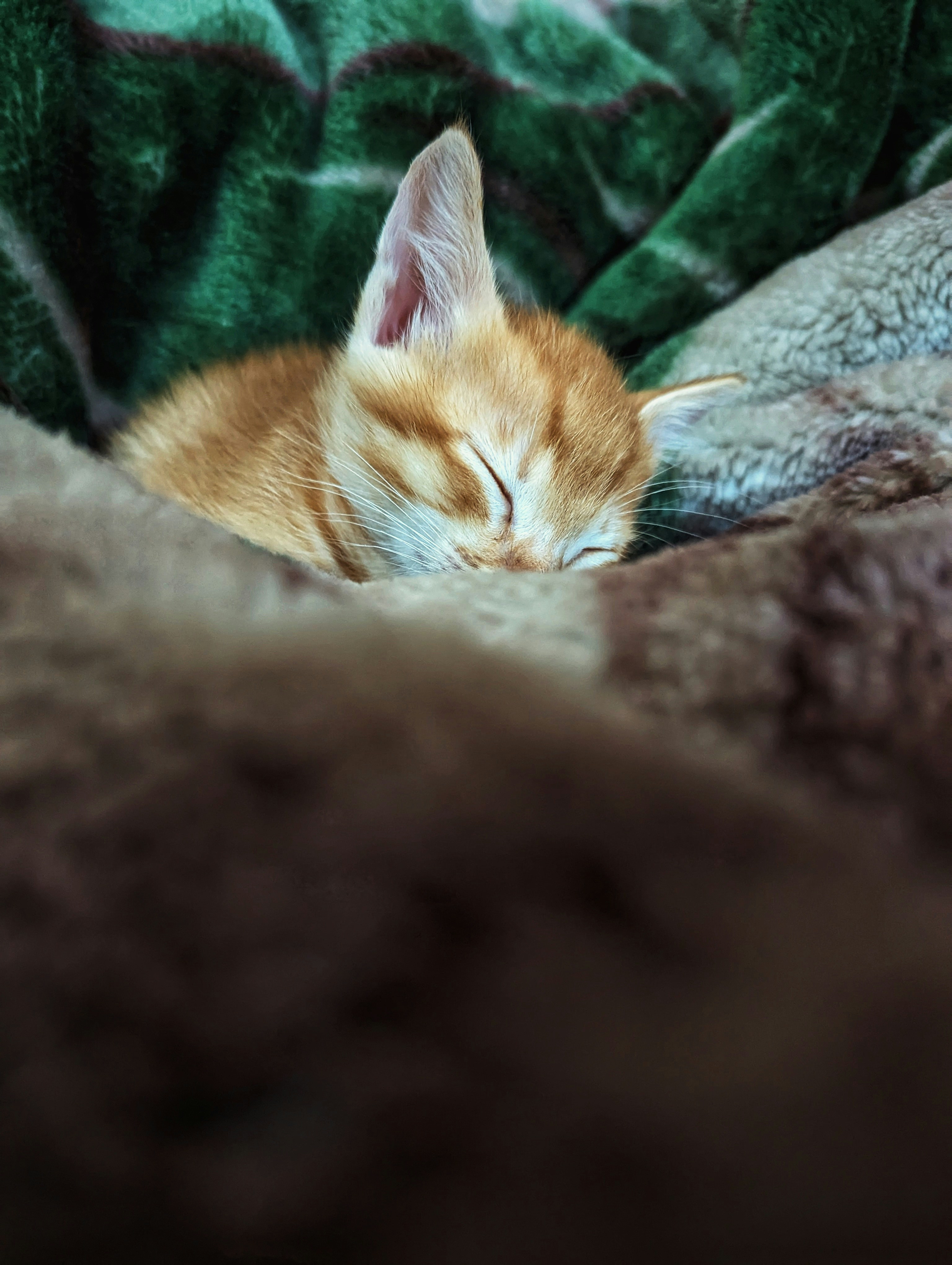 Kitten Copycats: When Young Cats Fake It Too (image credits: unsplash)