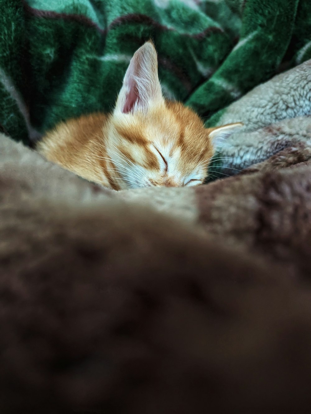 an orange and white kitten sleeping on a blanket