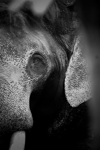 a black and white photo of an elephant's face