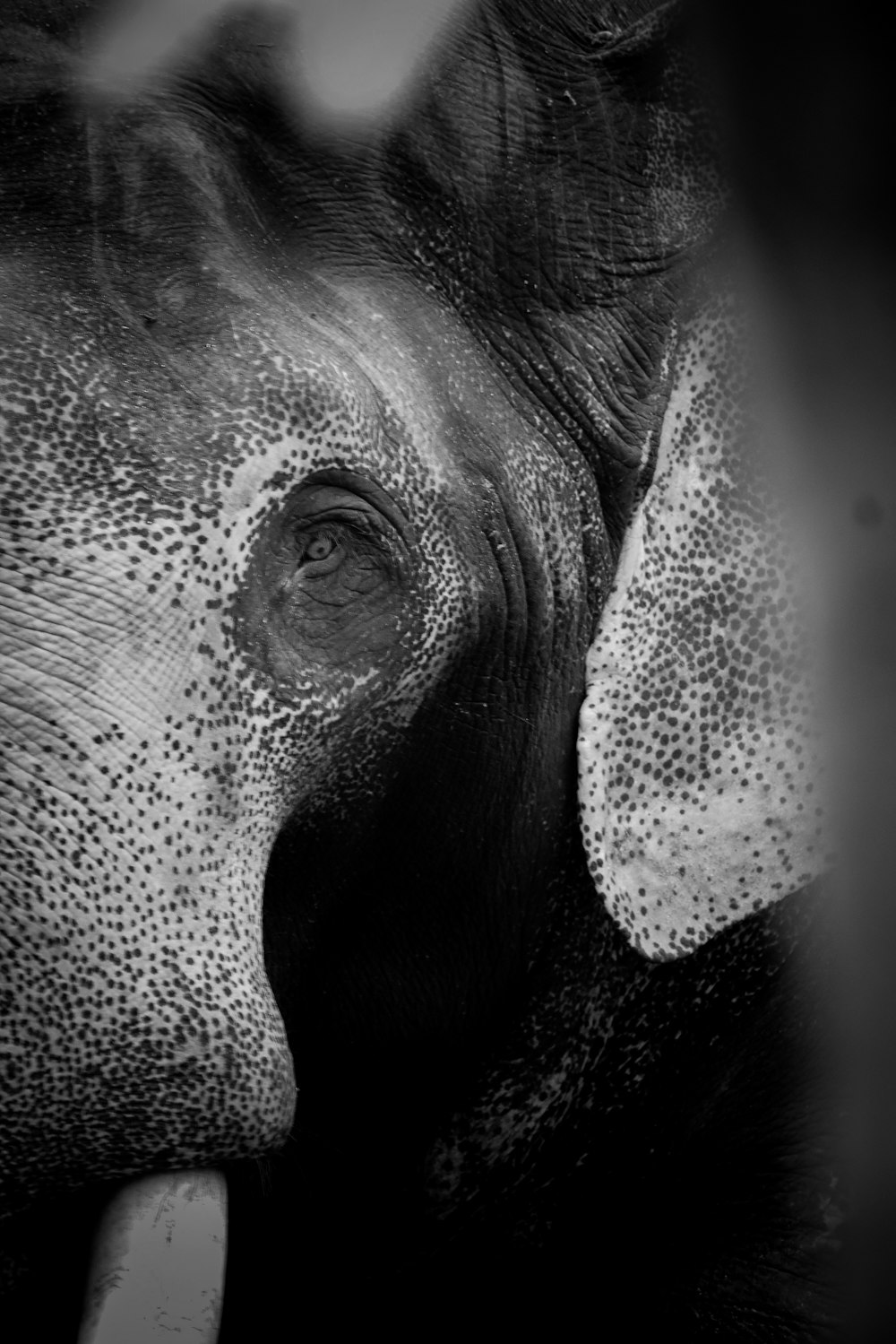 uma foto em preto e branco do rosto de um elefante