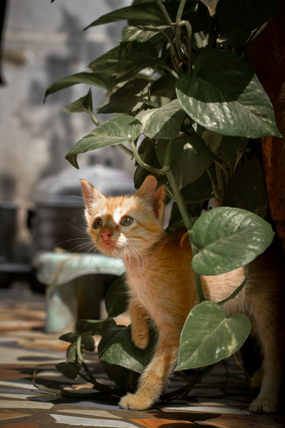 a small orange cat standing next to a green plant
