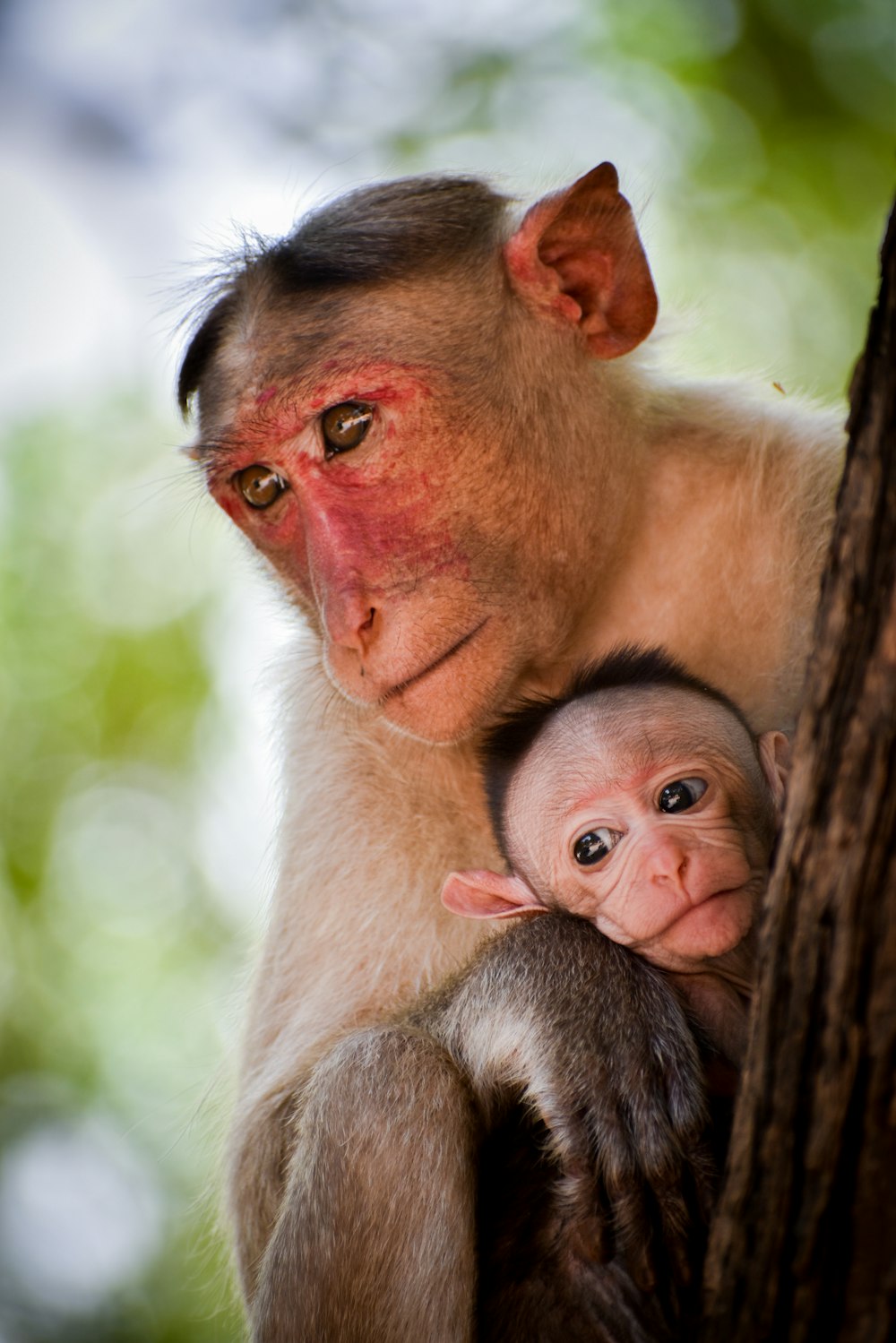 um macaco segurando um bebê em uma árvore