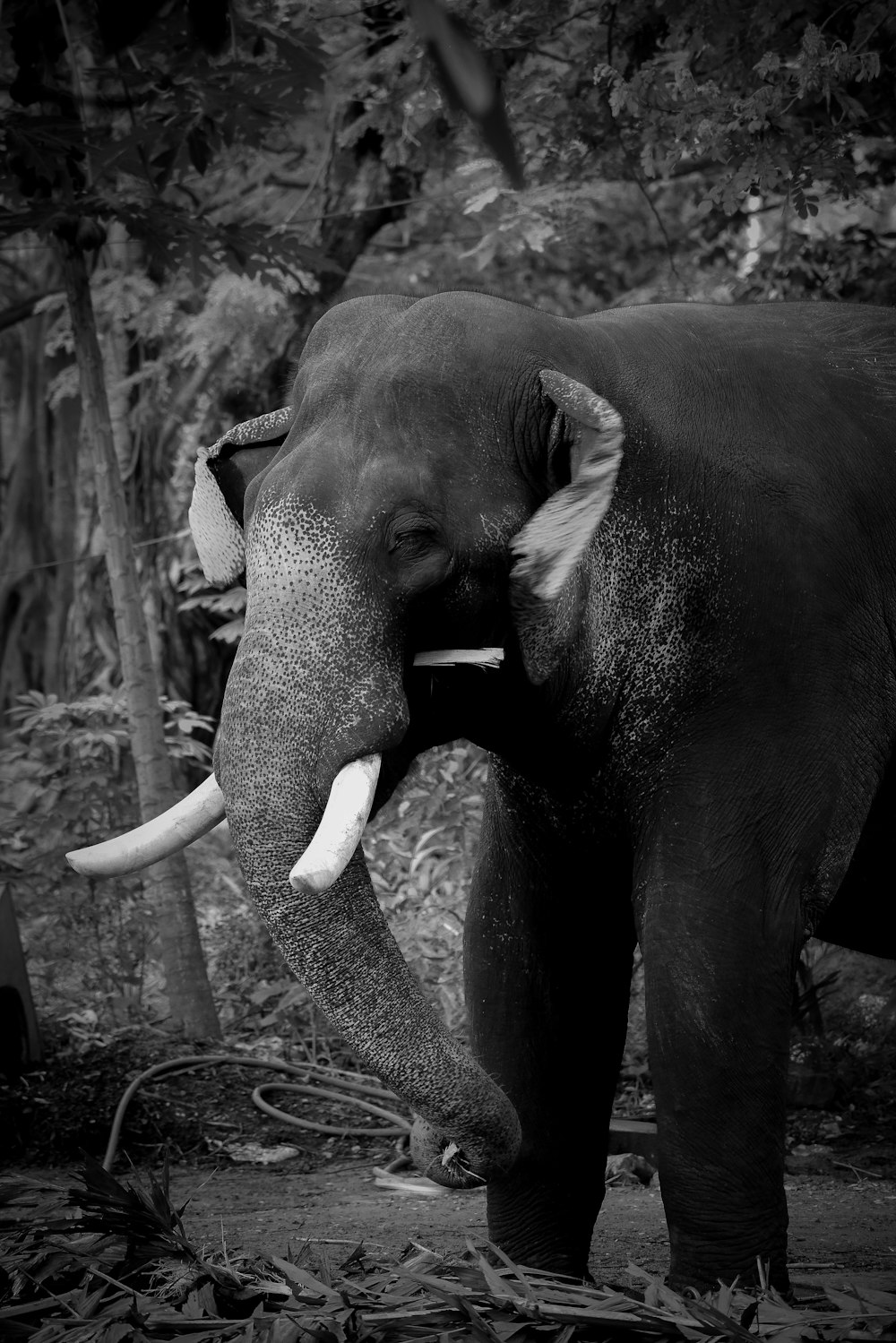 uma foto em preto e branco de um elefante com presas