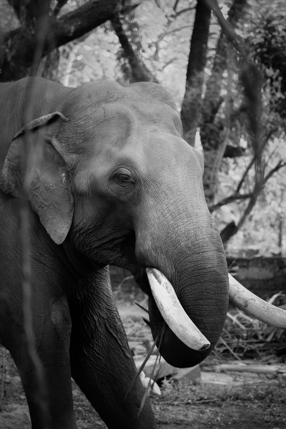 uma foto em preto e branco de um elefante com presas