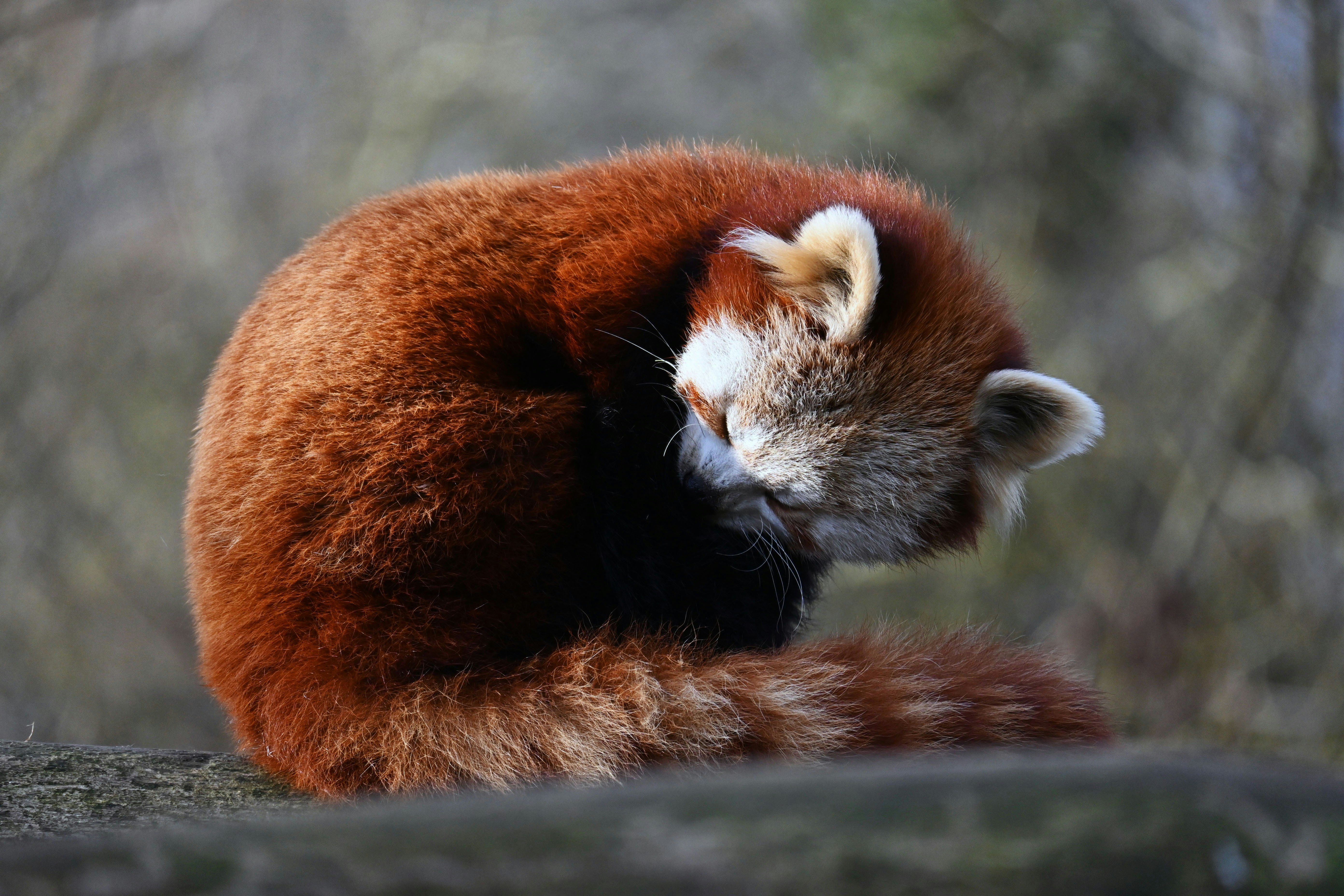 a red panda sleeping on top of a rock