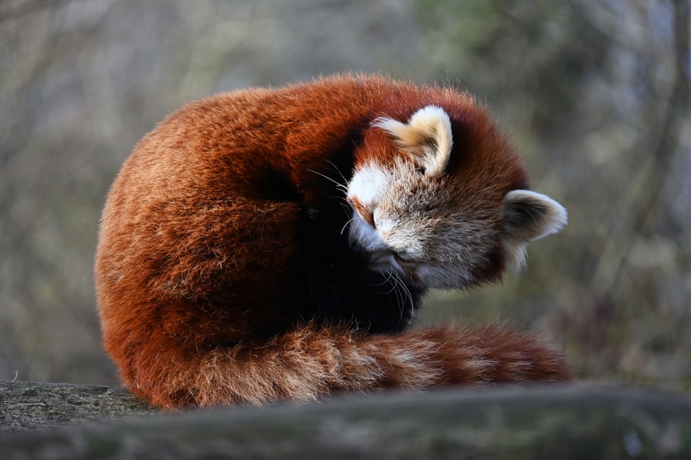 a red panda sleeping on top of a rock