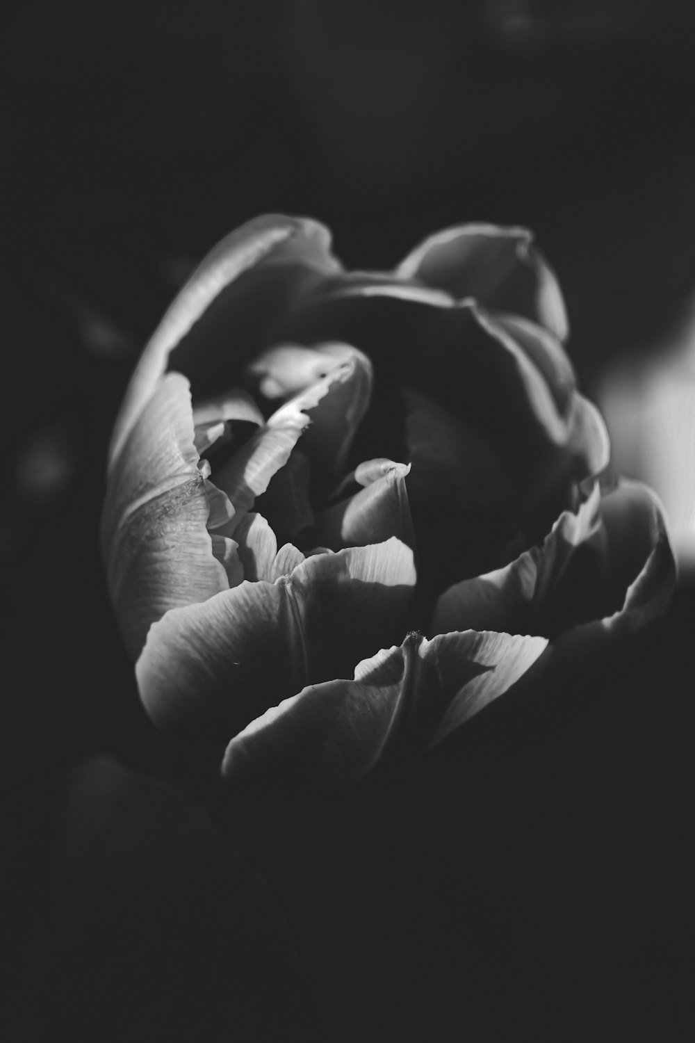 une photo en noir et blanc d’une fleur