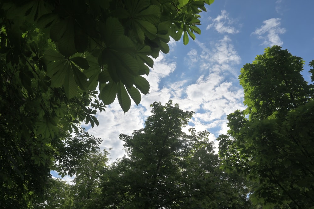 a view of the sky through some trees