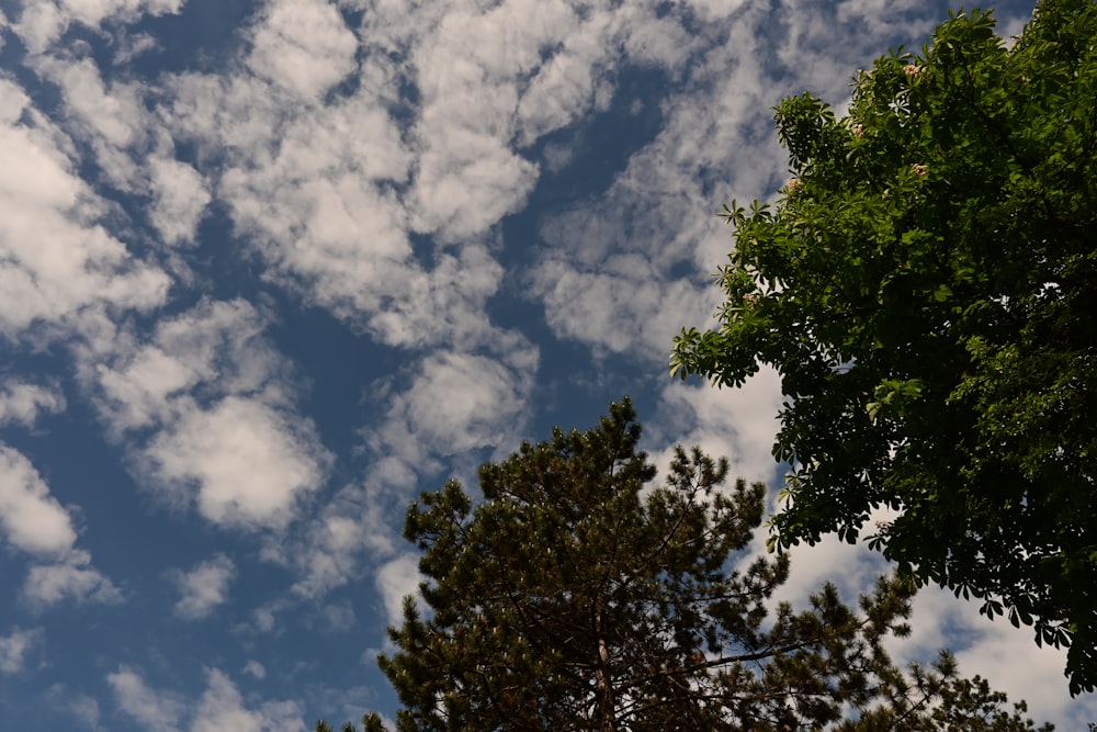 a tree and some clouds in the sky