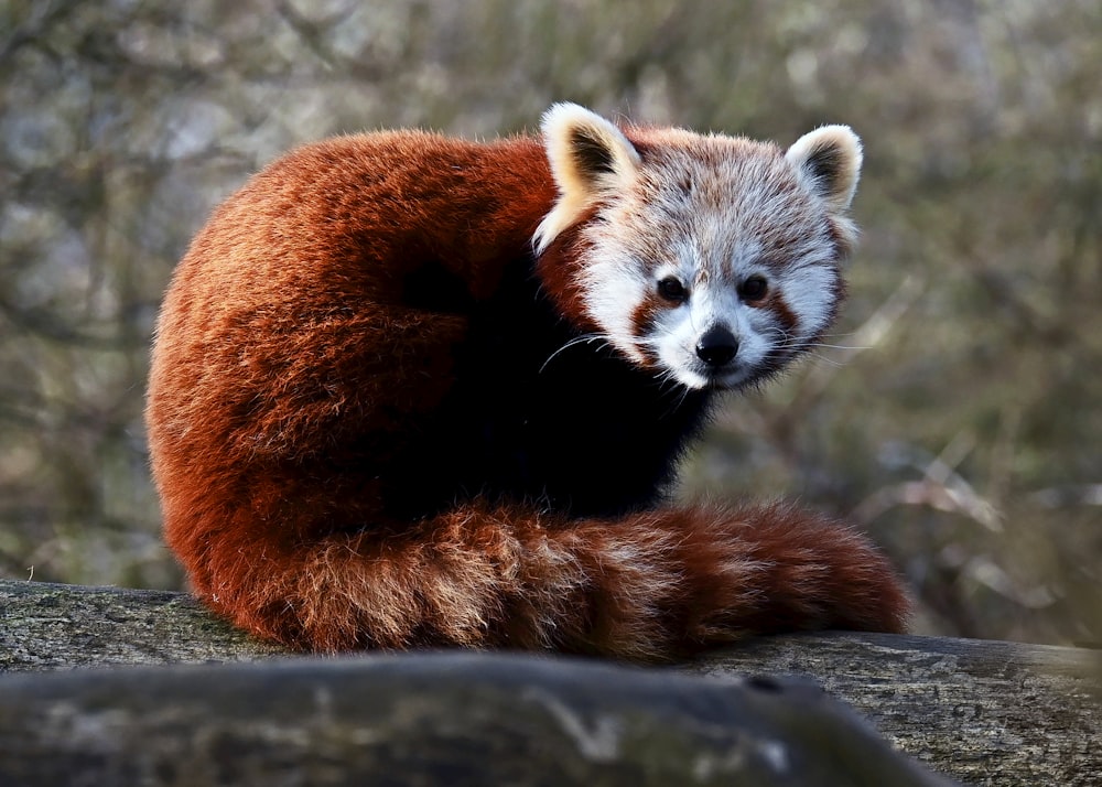 a red panda sitting on top of a rock