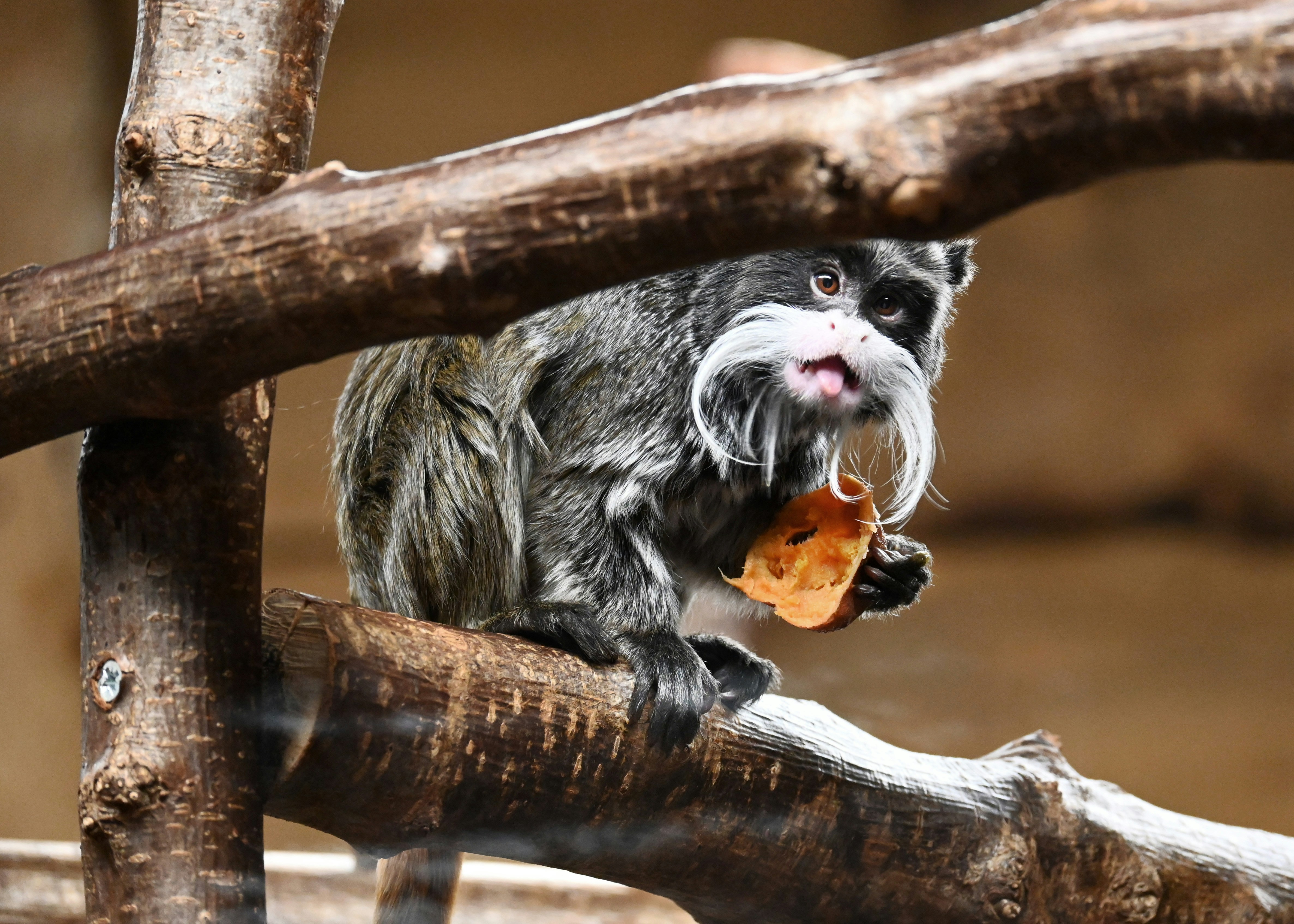 a monkey sitting on a branch eating a piece of food
