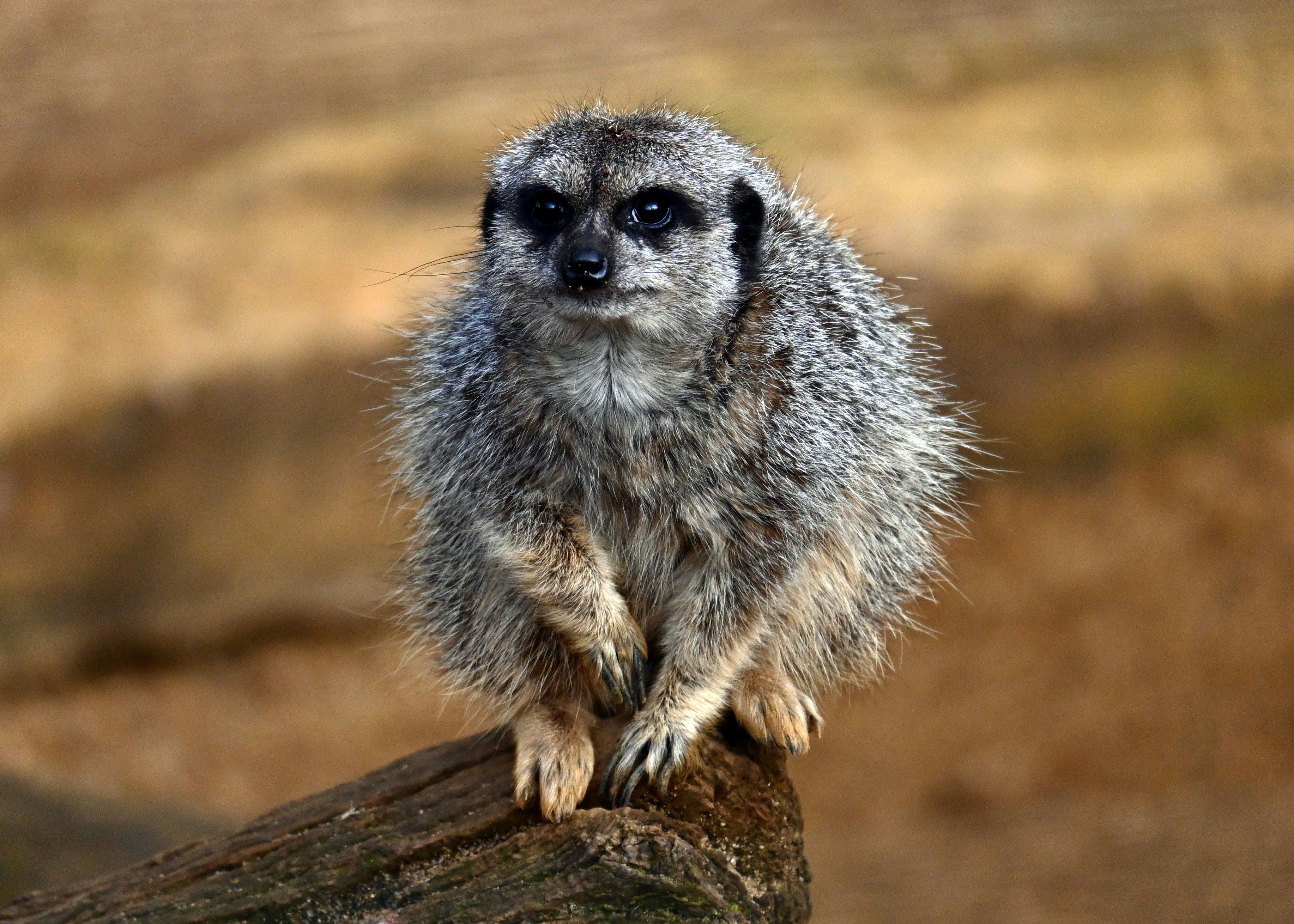 a small animal sitting on top of a tree branch