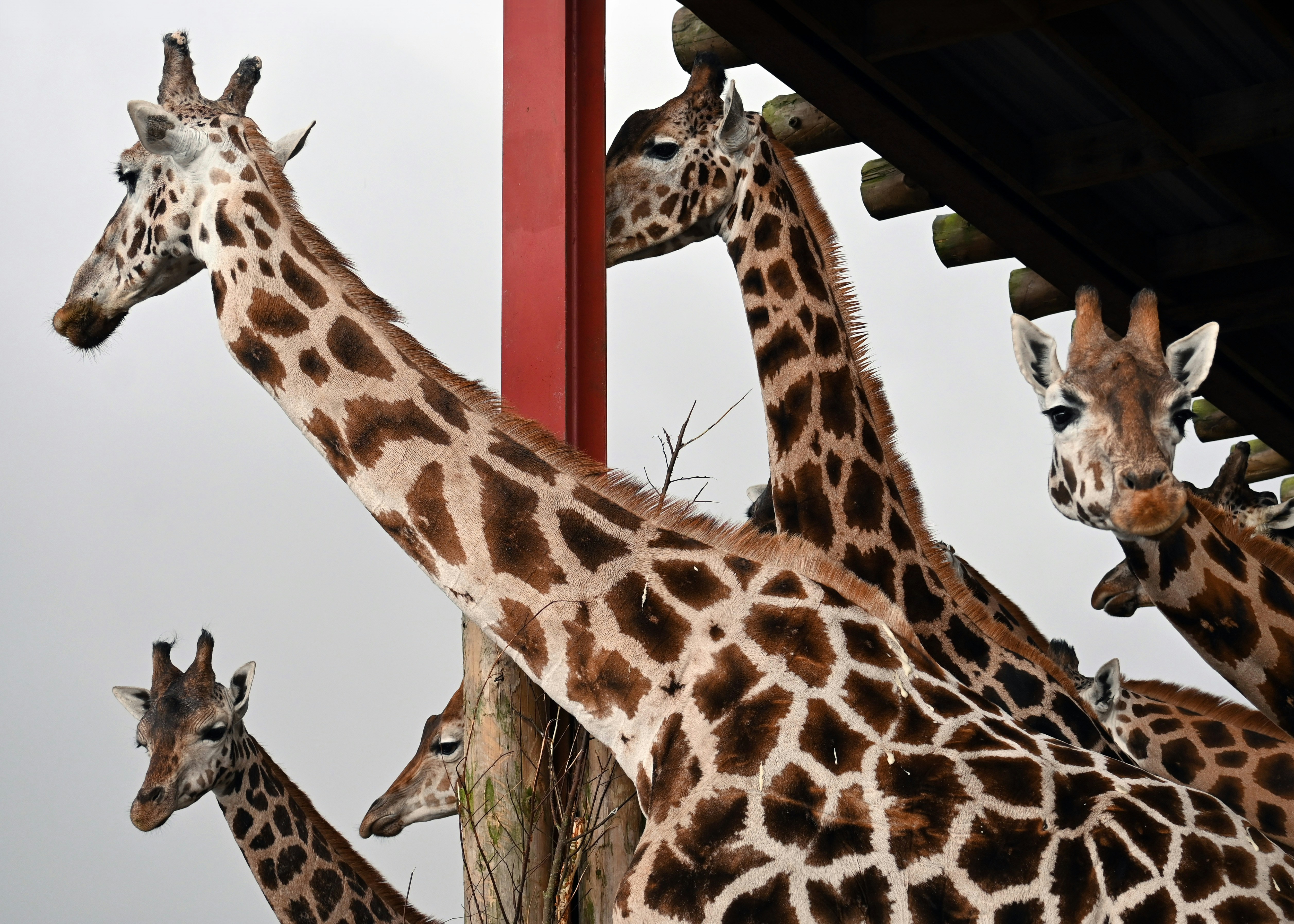 a group of giraffe standing next to each other