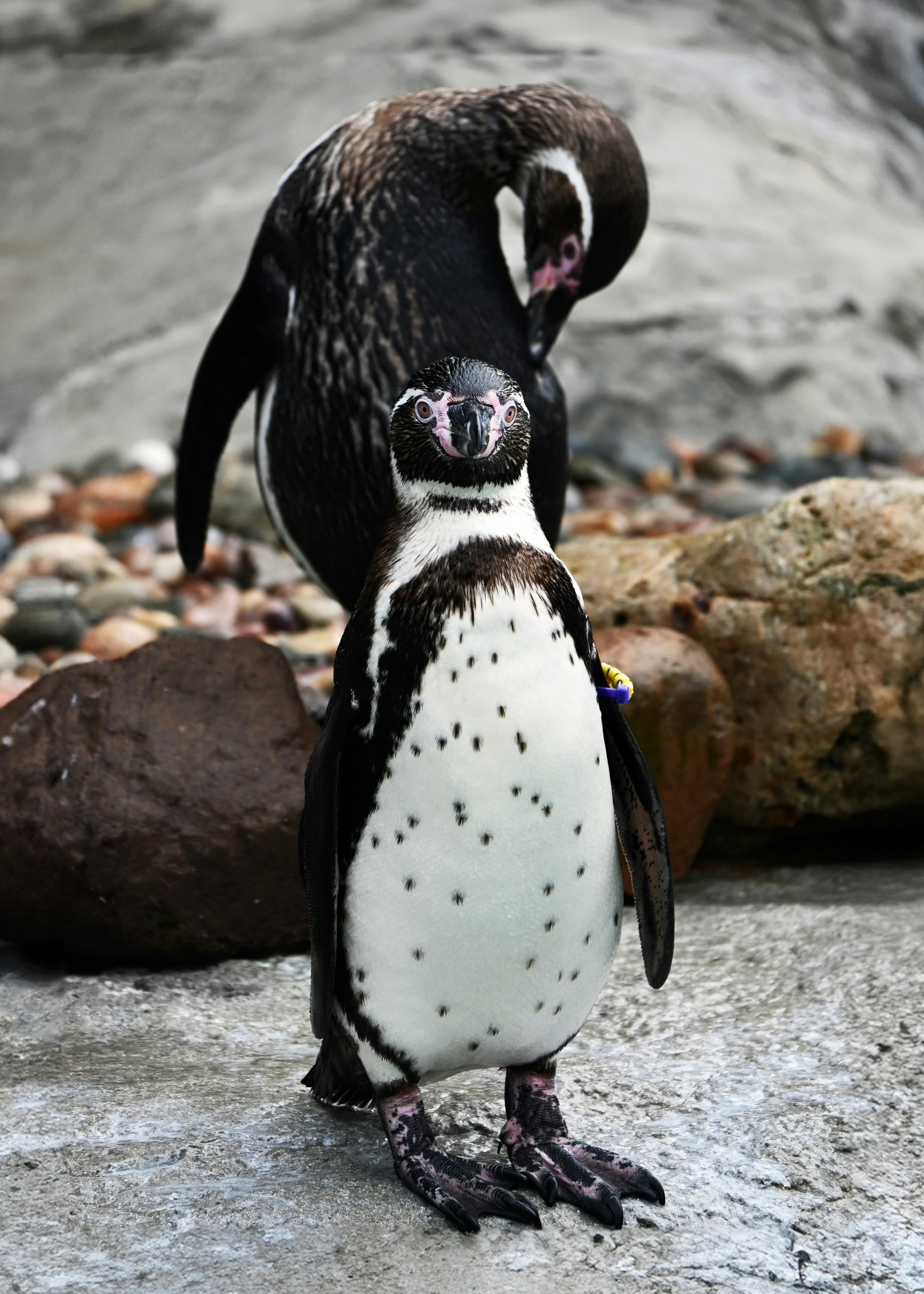 a penguin standing on top of a rock next to a pile of rocks