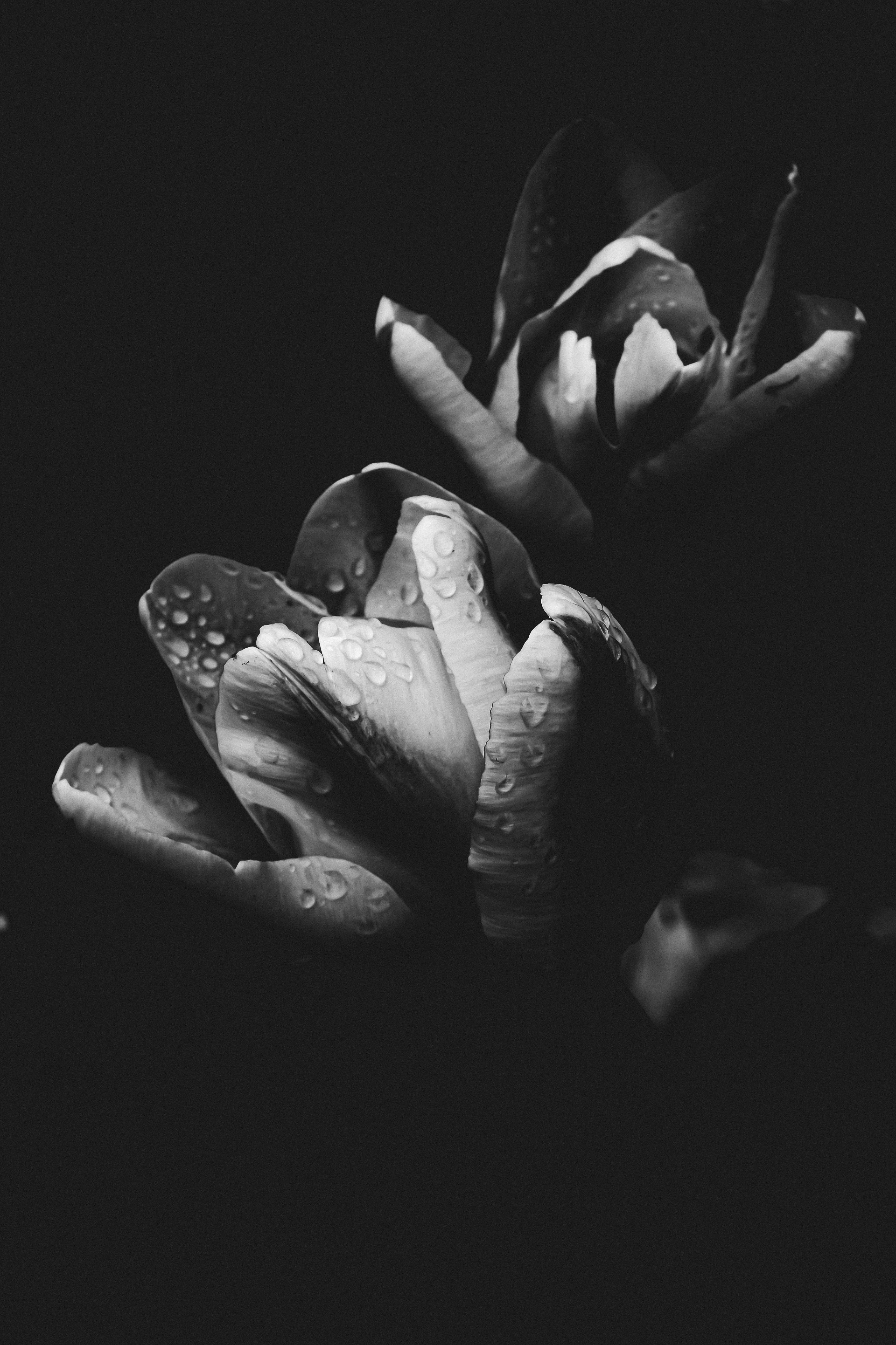 a black and white photo of a flower