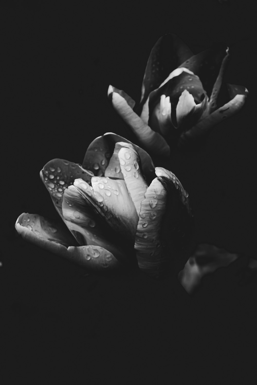 a black and white photo of a flower