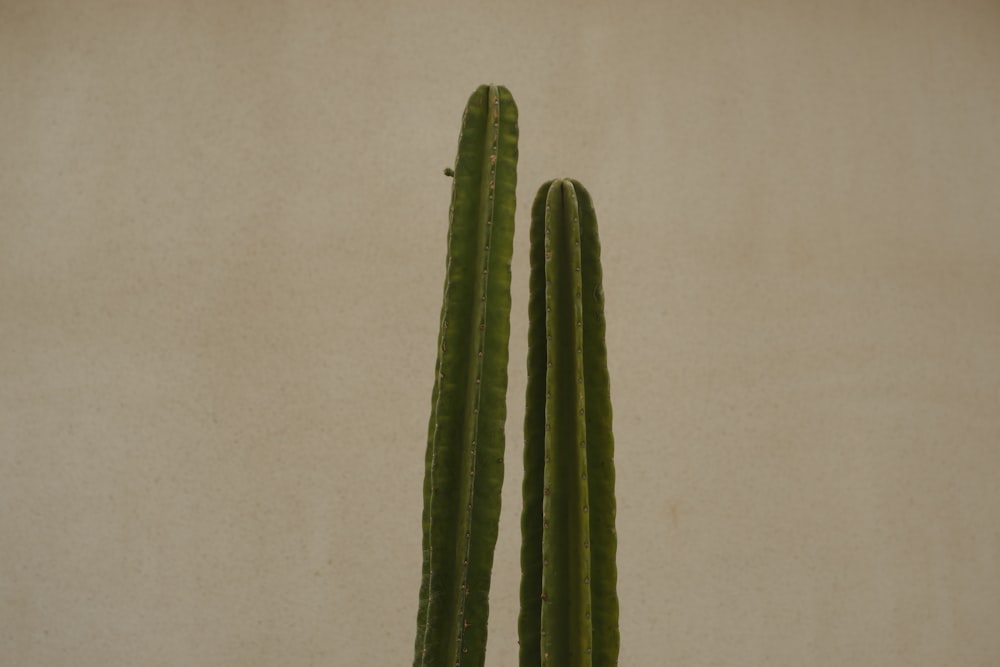 a couple of green plants sitting on top of a table