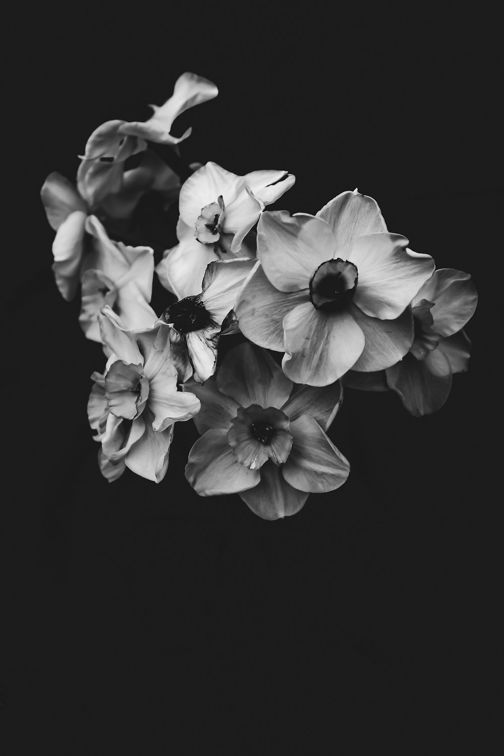 いくつかの花の白黒写真