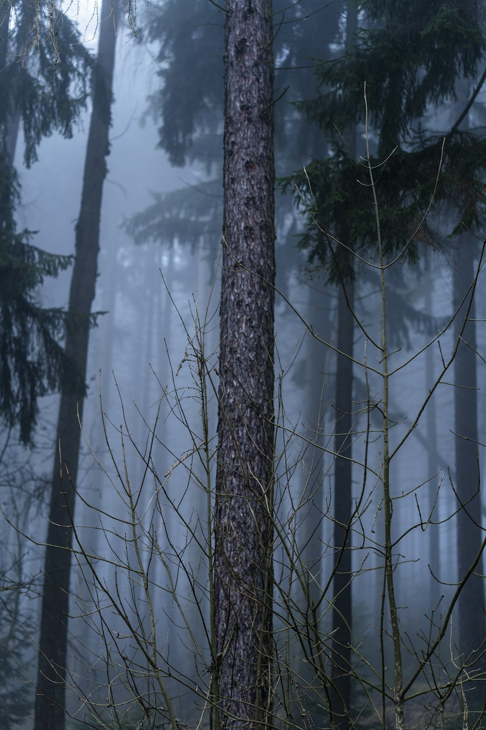 Ein Wald mit vielen Bäumen, die in Nebel gehüllt sind