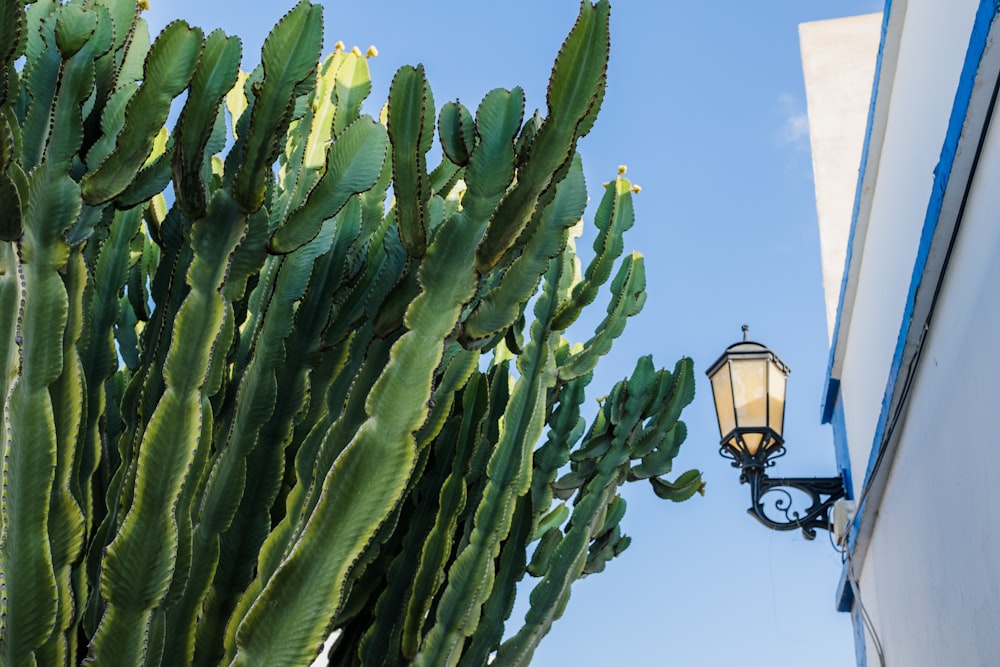 a street light next to a tall green cactus
