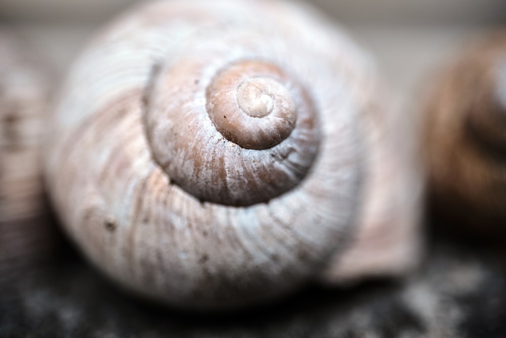 a close up of a snail's shell on a black surface