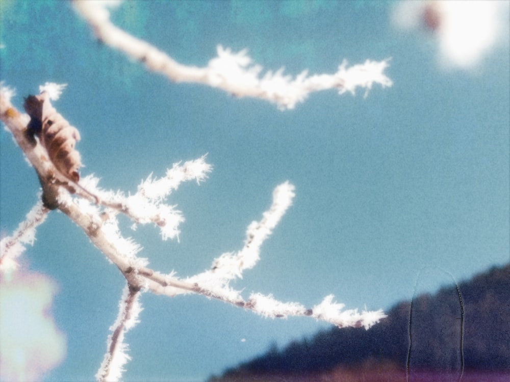 a blurry photo of a tree branch with a sky in the background