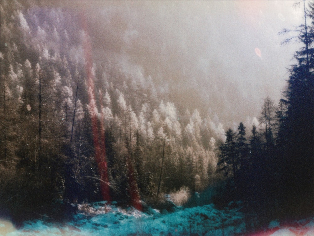 a polaroid photograph of a forest with trees
