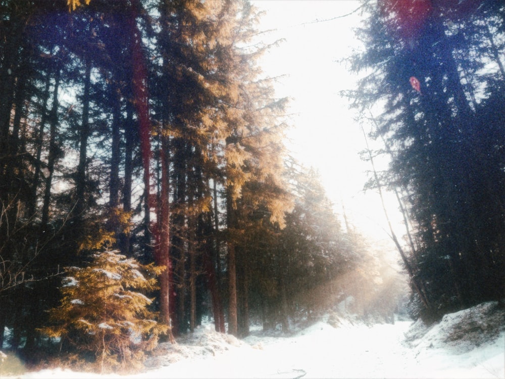 a snow covered road in the middle of a forest