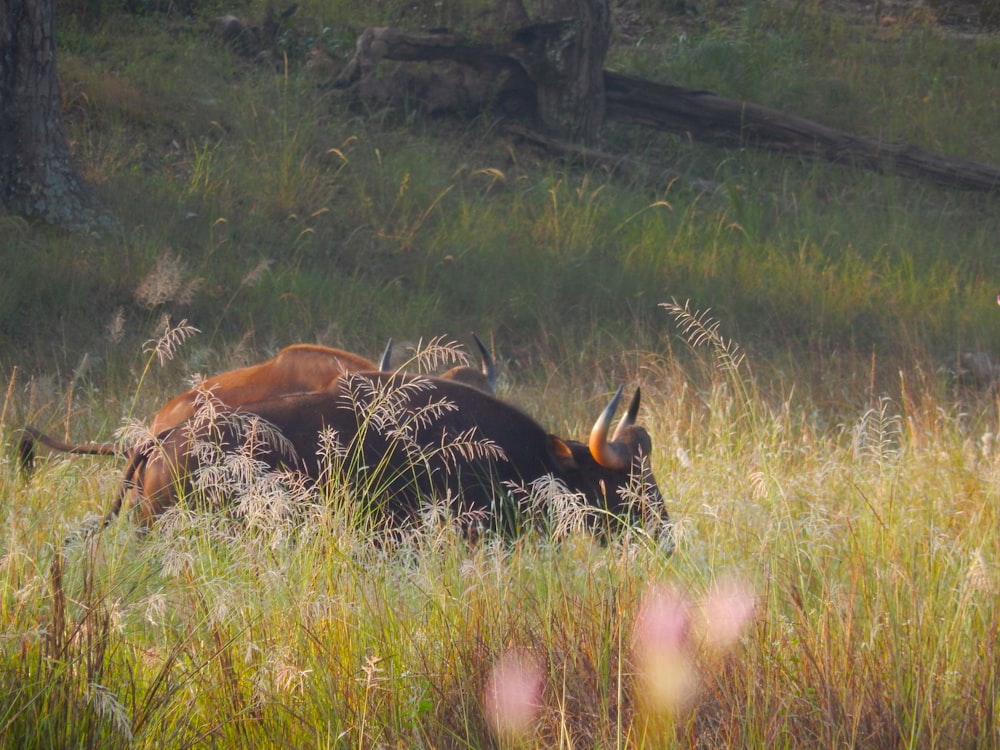 a couple of animals that are in the grass