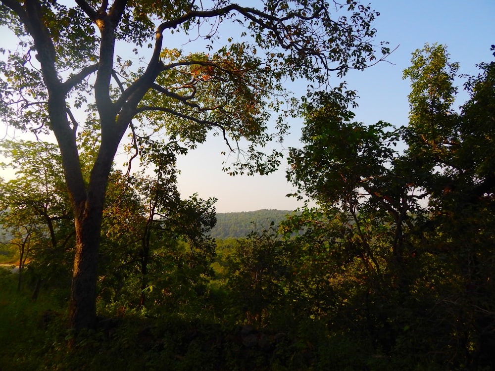 a view of the mountains through the trees